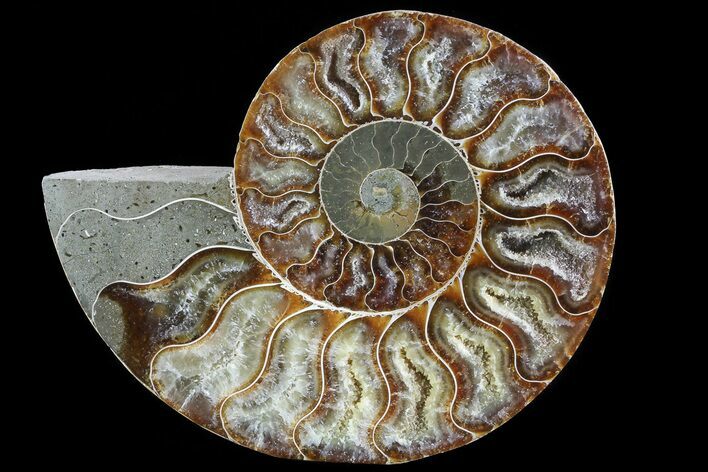 Polished Ammonite Fossil (Half) - Agatized #72937